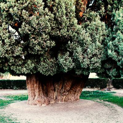 به دیدار پیرترین موجود زمین برویم